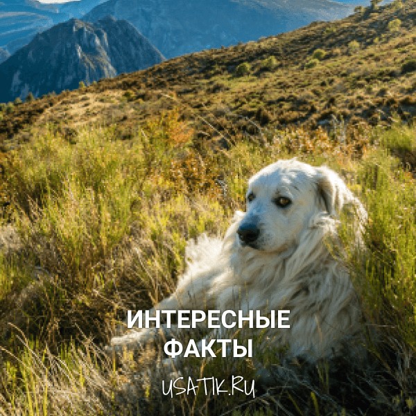 Интересные факты о пиренейских горных собаках