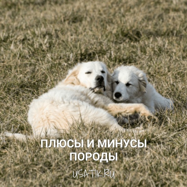 Плюсы и минусы пиренейских горных собак