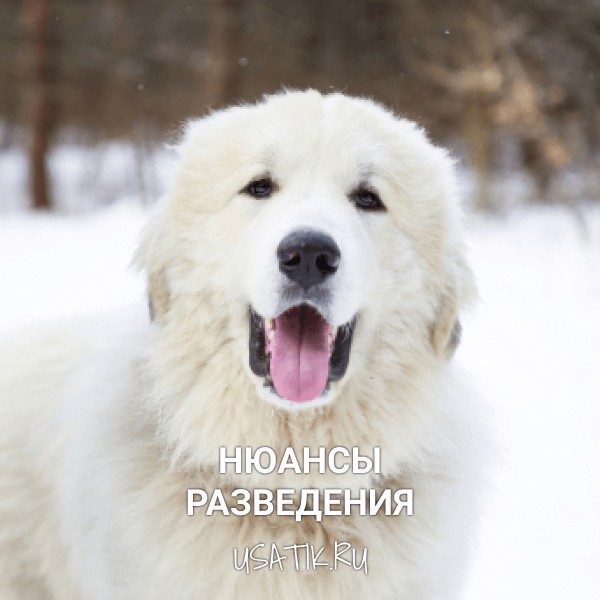 Разведение пиренейских горных собак