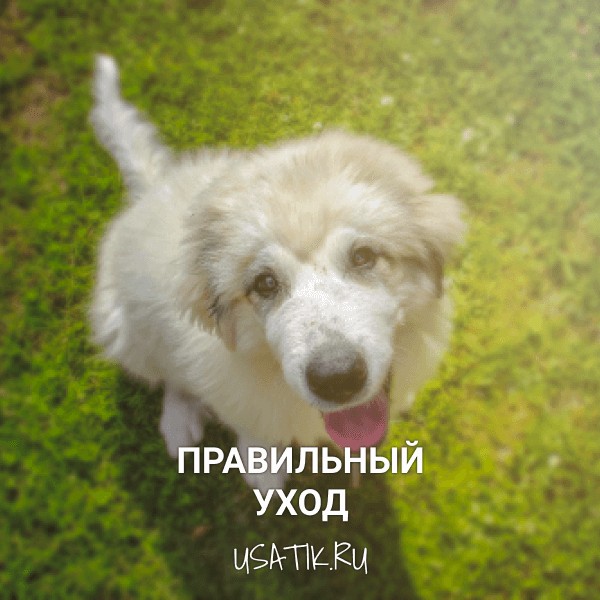 Уход за пиренейскими горными собаками