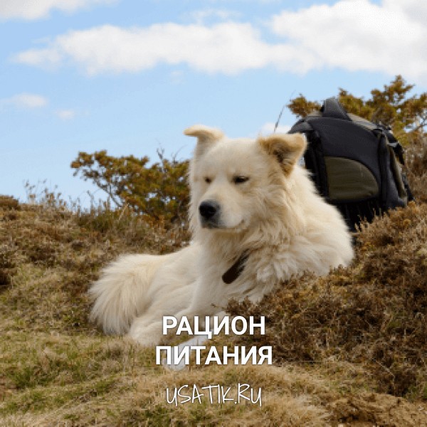 Рацион питания пиренейских горных собак