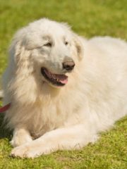 Пиренейская горная собака