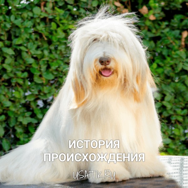 История происхождения южнорусских овчарок