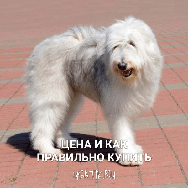 Южнорусская овчарка — цена и как правильно купить