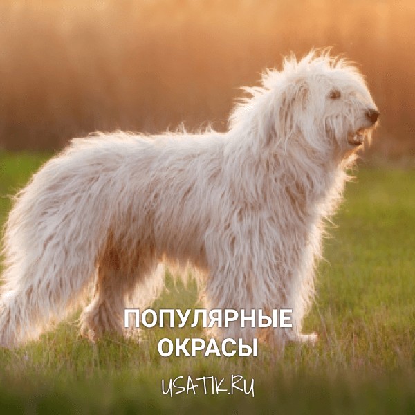 Популярные окрасы южнорусских овчарок