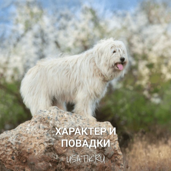 Характер и повадки южнорусских овчарок