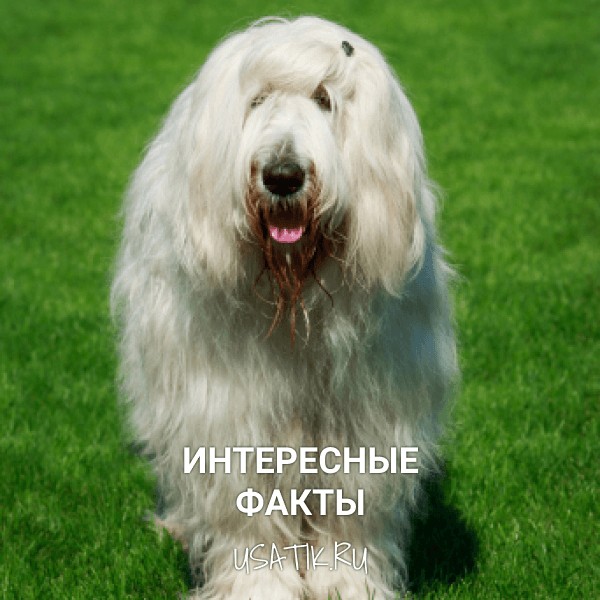 Интересные факты о южнорусских овчарках