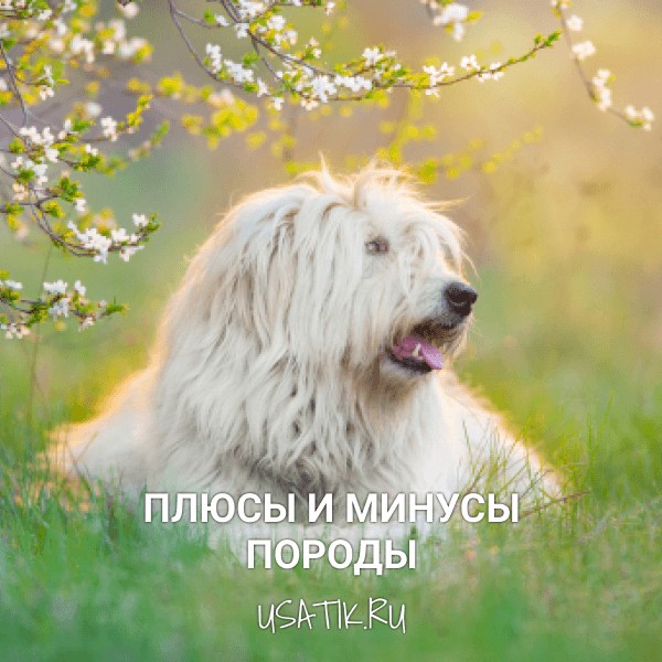 Плюсы и минусы южнорусских овчарок