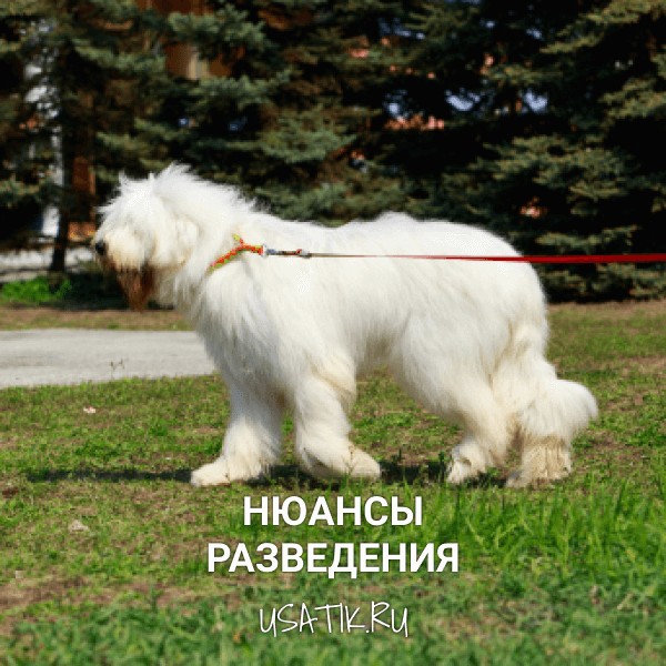 Разведение южнорусских овчарок
