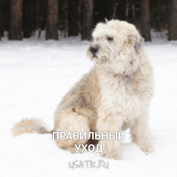 Уход за южнорусскими овчарками