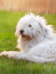 Южнорусская овчарка