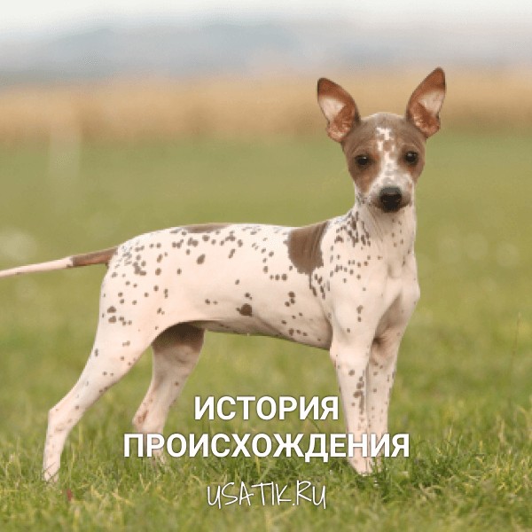 История происхождения американских голых терьеров