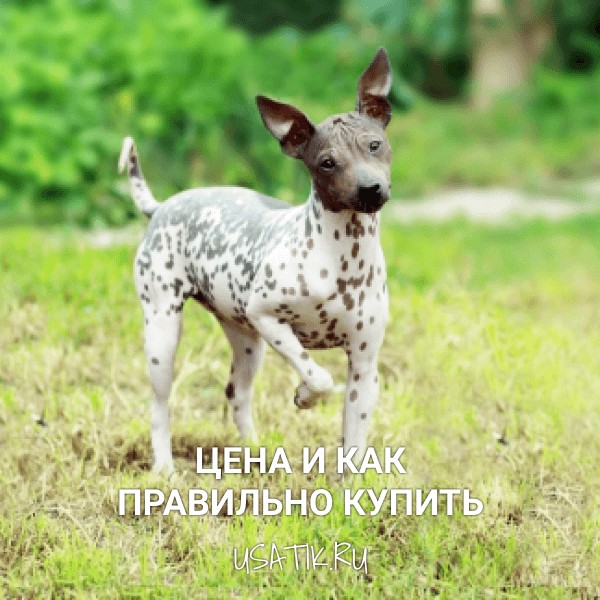 Американский голый терьер - цена и как правильно купить