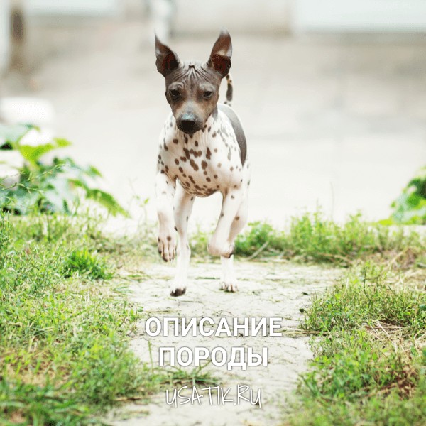 Американский голый терьер - описание породы