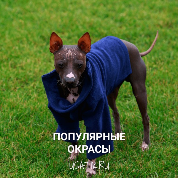 Популярные окрасы американских голых терьеров