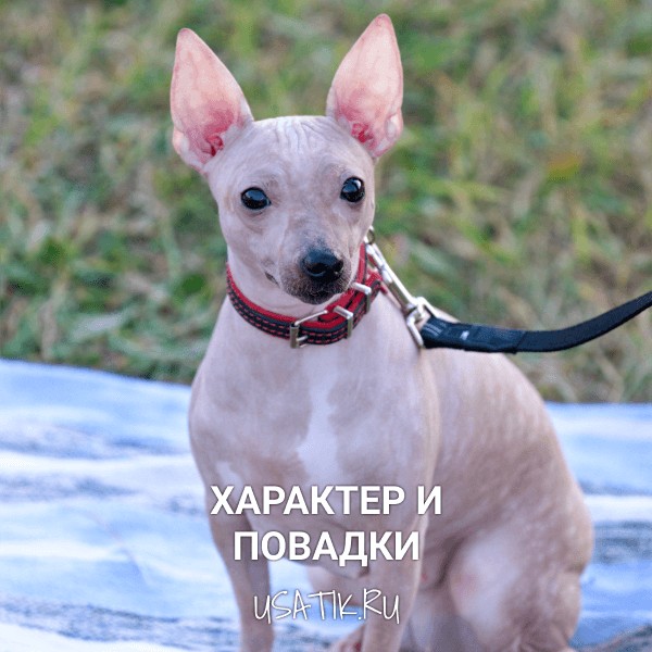 Характер и повадки американских голых терьеров