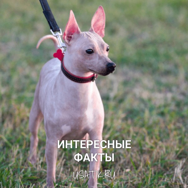 Интересные факты об американских голых терьеров
