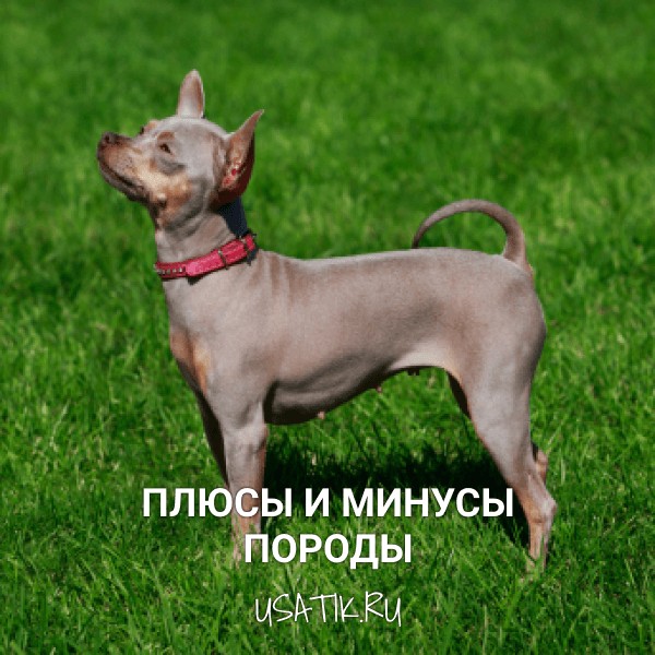 Плюсы и минусы американских голых терьеров
