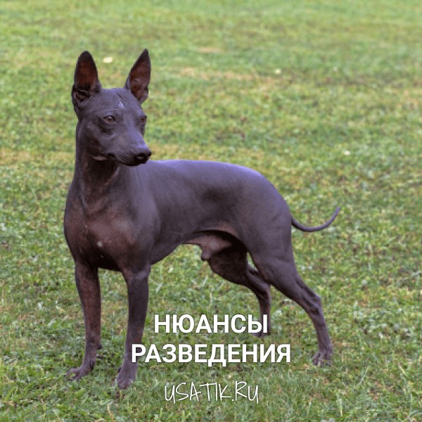 Разведение американских голых терьеров