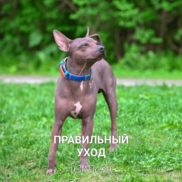 Уход за американскими голыми терьерами