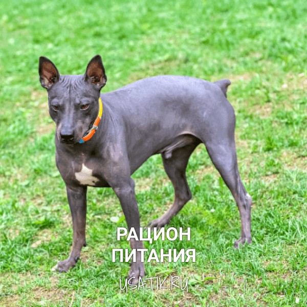 Рацион питания американских голых терьеров