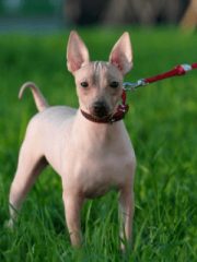 Американский голый терьер