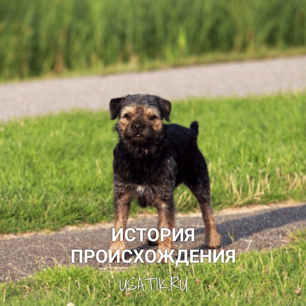 История происхождения бордер-терьеров