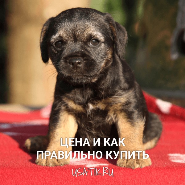 Бордер-терьер - цена и как правильно купить