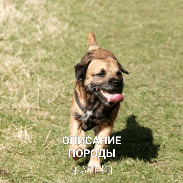 Бордер-терьер - описание породы