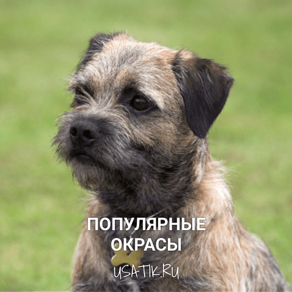 Популярные окрасы бордер-терьеров