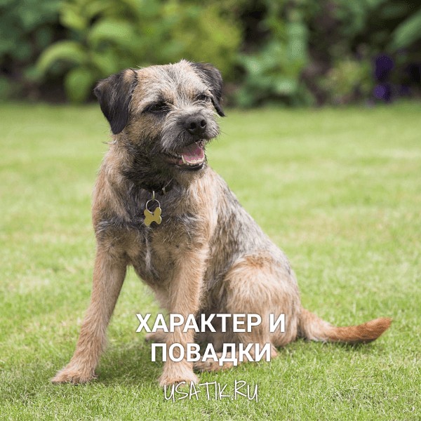 Характер и повадки бордер-терьеров