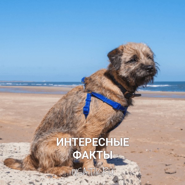 Интересные факты о бордер-терьерах