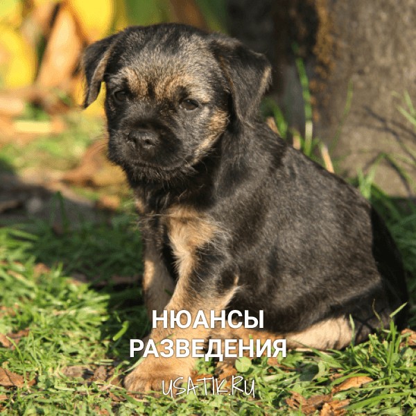 Разведение бордер-терьеров