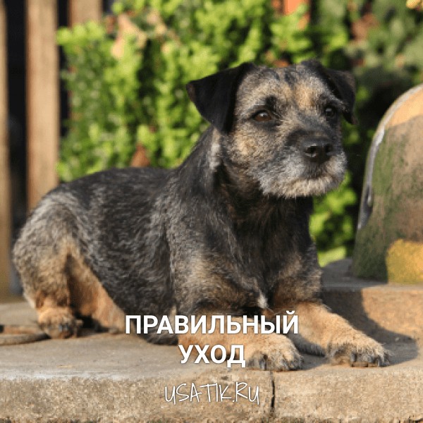 Уход за бордер-терьерами