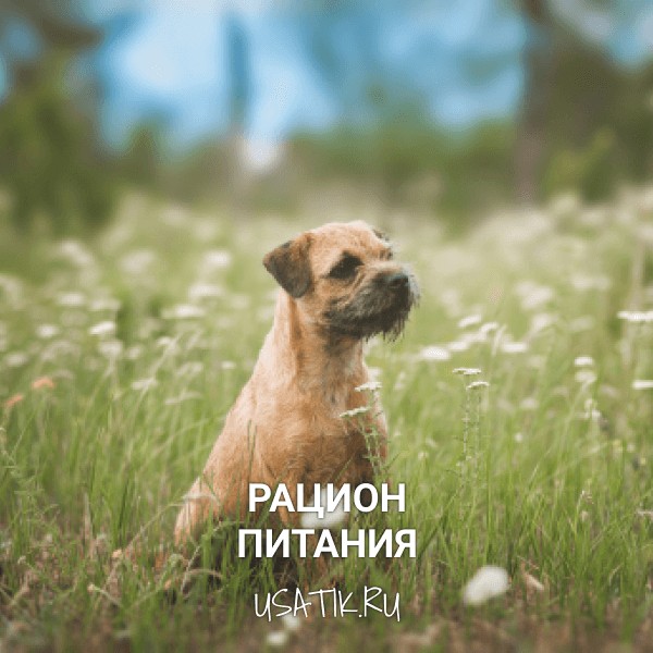 Рацион питания бордер-терьеров