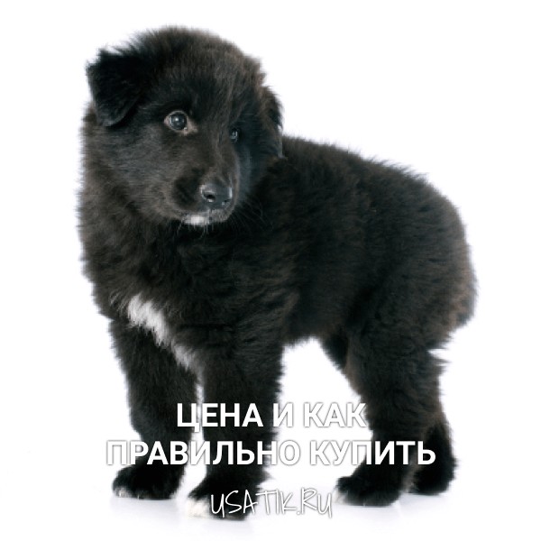 Грюнендаль - цена и как правильно купить