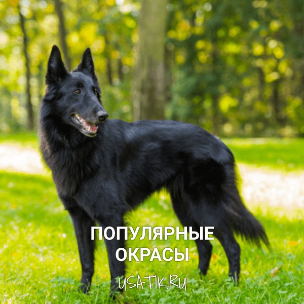 Популярные окрасы грюнендалей