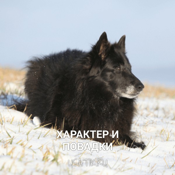 Характер и повадки грюнендалей