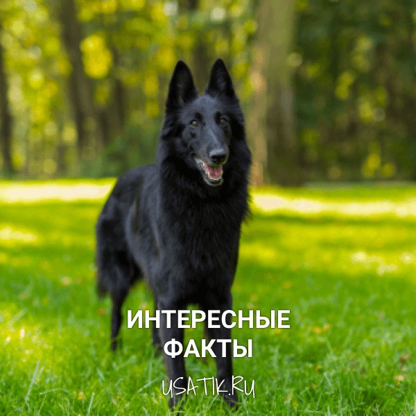 Интересные факты о грюнендалях