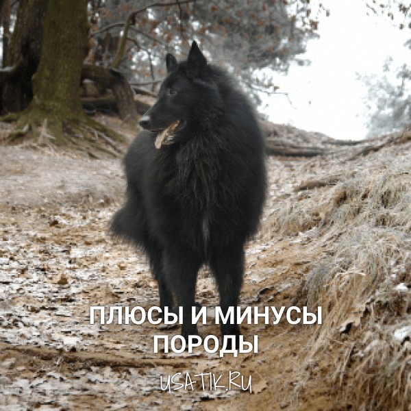 Плюсы и минусы грюнендалей