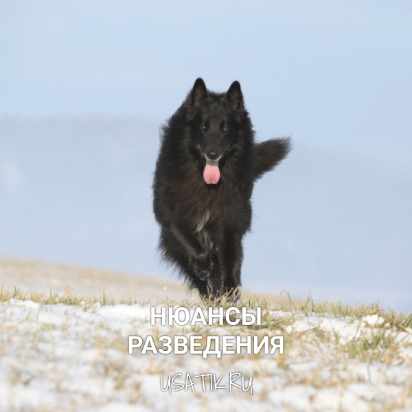 Разведение грюнендалей