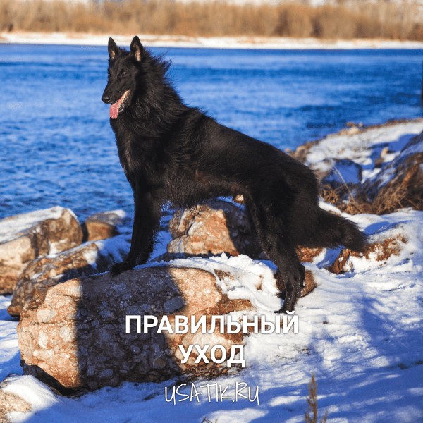 Уход за грюнендалями