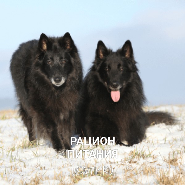 Рацион питания грюнендалей