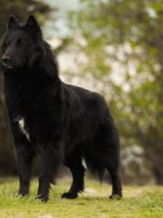 Грюнендаль