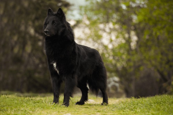 Грюнендаль