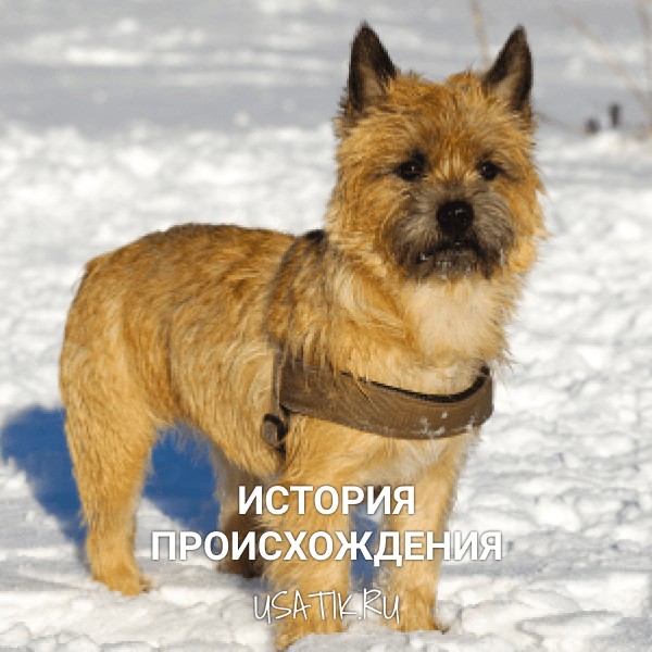 История происхождения керн-терьеров