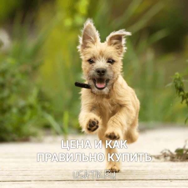 Керн-терьер - цена и как правильно купить