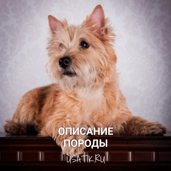 Керн-терьер - описание породы