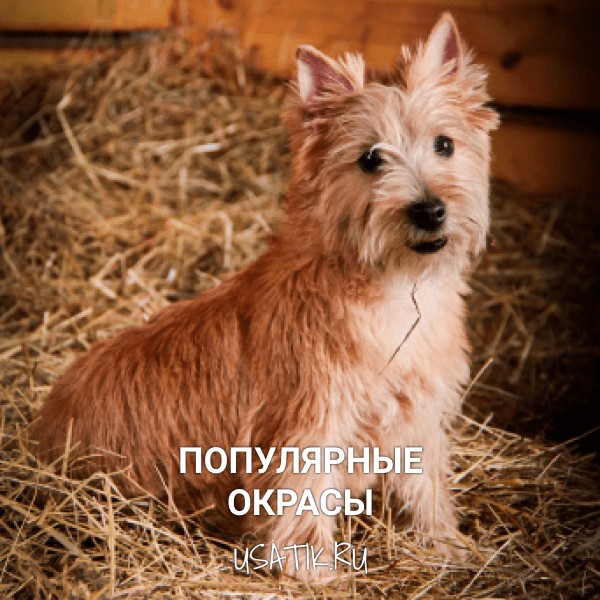 Популярные окрасы керн-терьеров