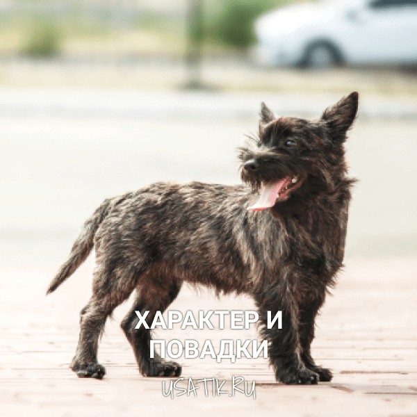 Характер и повадки керн-терьеров